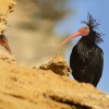 Ibis skalni - Geronticus eremita - Waldrapp - Bald Ibis 5858